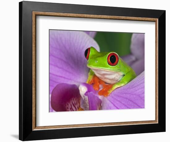 Red-Eyed Tree Frog-Adam Jones-Framed Photographic Print