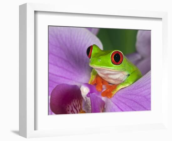 Red-Eyed Tree Frog-Adam Jones-Framed Photographic Print