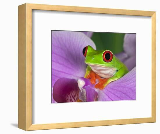 Red-Eyed Tree Frog-Adam Jones-Framed Photographic Print