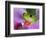 Red-Eyed Tree Frog-Adam Jones-Framed Photographic Print