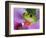 Red-Eyed Tree Frog-Adam Jones-Framed Photographic Print