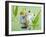 Red-eyed Tree Frog-Linda Wright-Framed Photographic Print