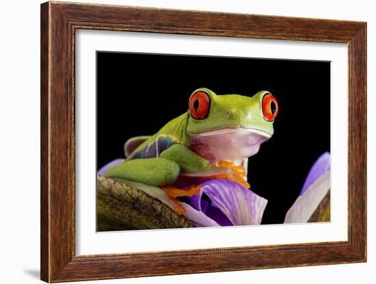 Red-eyed Tree Frog-Linda Wright-Framed Photographic Print