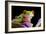 Red-eyed Tree Frog-Linda Wright-Framed Photographic Print