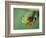 Red Eyed Tree Frog-Frans Lemmens-Framed Photographic Print