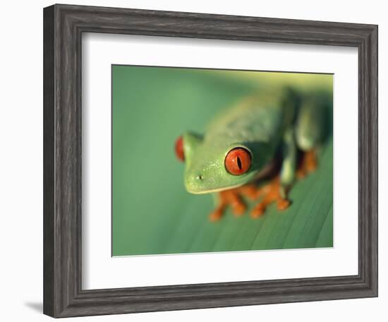 Red Eyed Tree Frog-Frans Lemmens-Framed Photographic Print