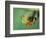 Red Eyed Tree Frog-Frans Lemmens-Framed Photographic Print