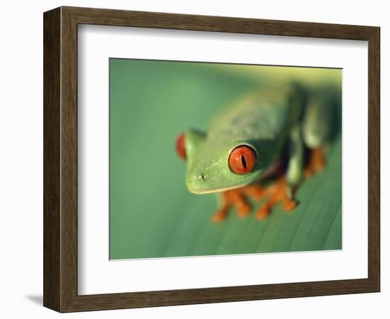 Red Eyed Tree Frog-Frans Lemmens-Framed Photographic Print