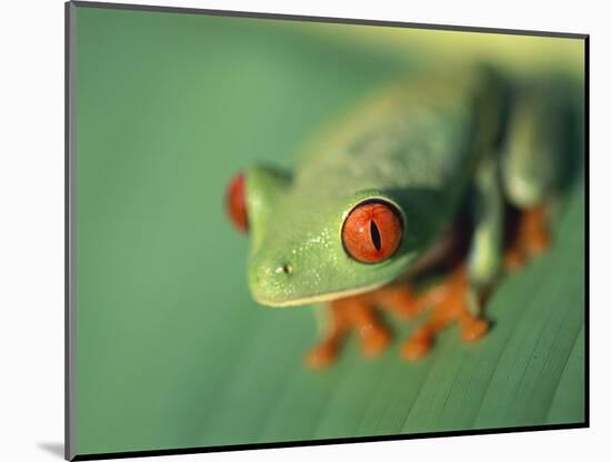 Red Eyed Tree Frog-Frans Lemmens-Mounted Photographic Print
