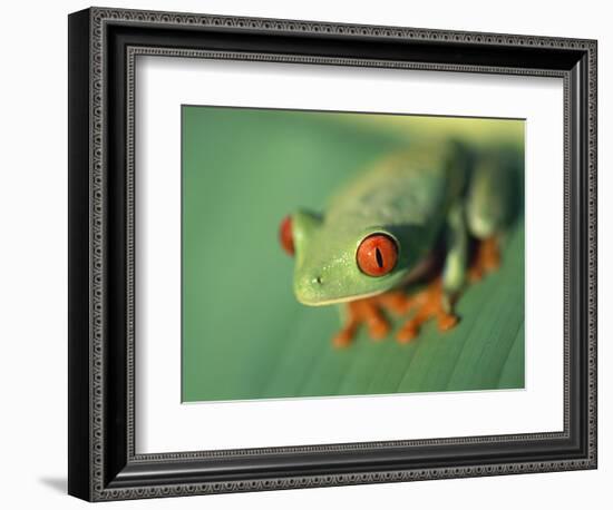 Red Eyed Tree Frog-Frans Lemmens-Framed Photographic Print