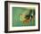 Red Eyed Tree Frog-Frans Lemmens-Framed Photographic Print