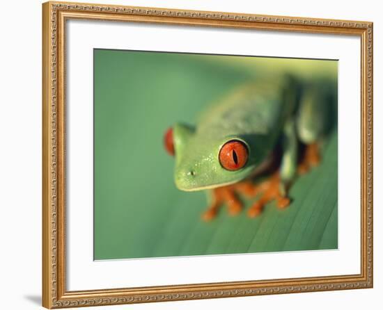 Red Eyed Tree Frog-Frans Lemmens-Framed Photographic Print