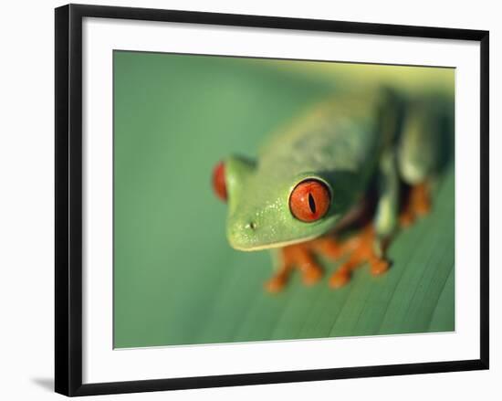 Red Eyed Tree Frog-Frans Lemmens-Framed Photographic Print