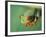 Red Eyed Tree Frog-Frans Lemmens-Framed Photographic Print