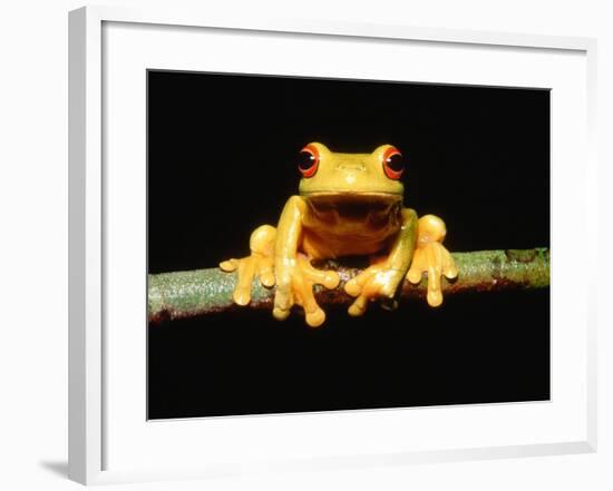 Red-eyed tree frog-Gary Bell-Framed Photographic Print