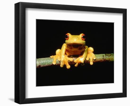 Red-eyed tree frog-Gary Bell-Framed Photographic Print