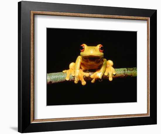 Red-eyed tree frog-Gary Bell-Framed Photographic Print