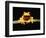 Red-eyed tree frog-Gary Bell-Framed Photographic Print