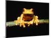 Red-eyed tree frog-Gary Bell-Mounted Photographic Print