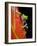 Red-eyed Tree Frog-Kevin Schafer-Framed Photographic Print