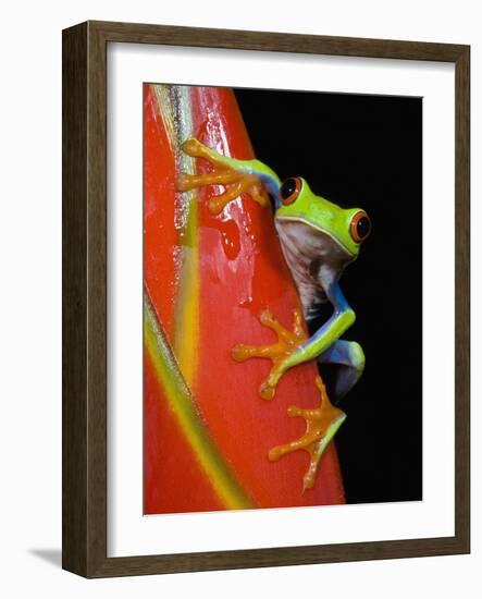 Red-eyed Tree Frog-Kevin Schafer-Framed Photographic Print