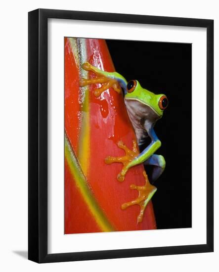 Red-eyed Tree Frog-Kevin Schafer-Framed Photographic Print