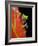 Red-eyed Tree Frog-Kevin Schafer-Framed Photographic Print