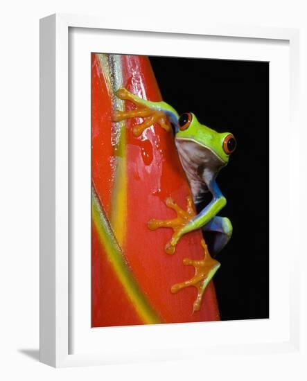 Red-eyed Tree Frog-Kevin Schafer-Framed Photographic Print