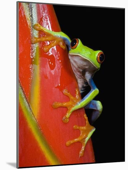 Red-eyed Tree Frog-Kevin Schafer-Mounted Photographic Print
