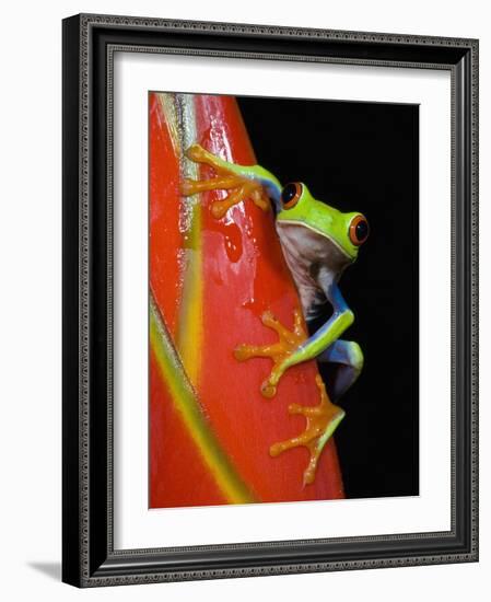 Red-eyed Tree Frog-Kevin Schafer-Framed Photographic Print