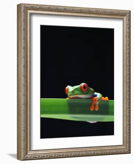 Red-Eyed Tree Frog-Chase Swift-Framed Photographic Print