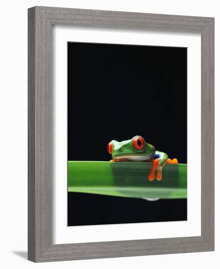 Red-Eyed Tree Frog-Chase Swift-Framed Photographic Print