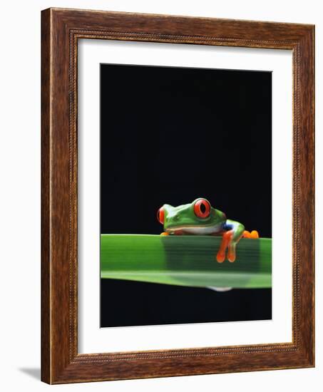 Red-Eyed Tree Frog-Chase Swift-Framed Photographic Print