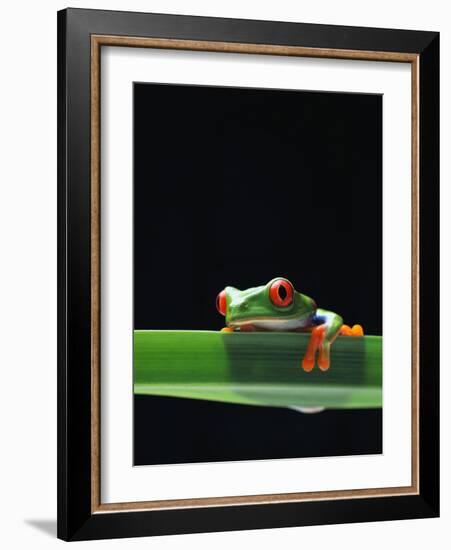 Red-Eyed Tree Frog-Chase Swift-Framed Photographic Print