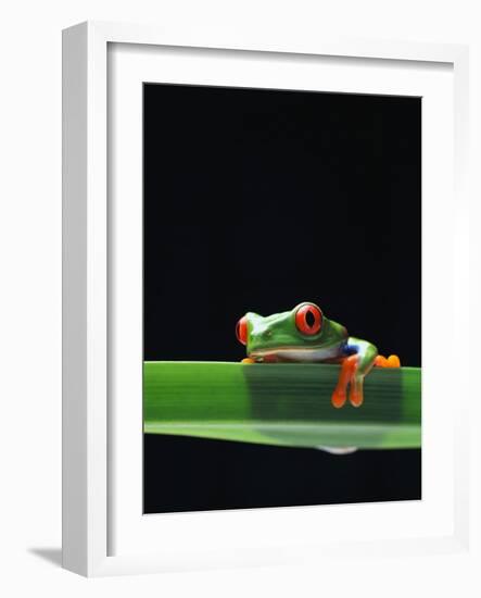 Red-Eyed Tree Frog-Chase Swift-Framed Photographic Print