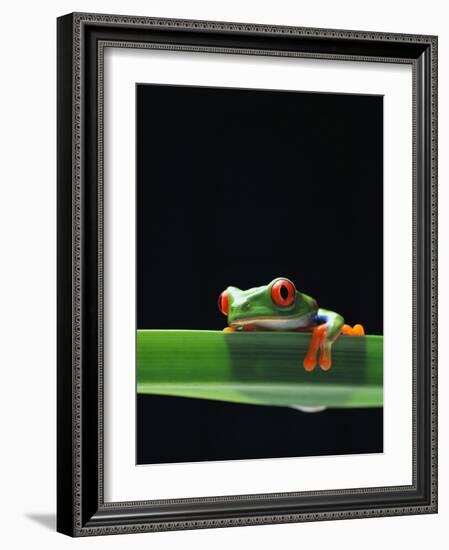 Red-Eyed Tree Frog-Chase Swift-Framed Photographic Print