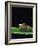 Red-Eyed Tree Frog-Chase Swift-Framed Photographic Print