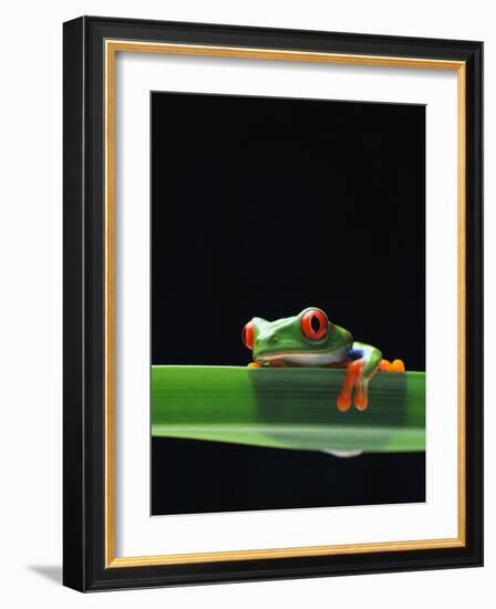 Red-Eyed Tree Frog-Chase Swift-Framed Photographic Print