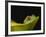 Red-Eyed Tree Frog-David Northcott-Framed Photographic Print