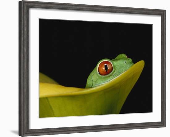 Red-Eyed Tree Frog-David Northcott-Framed Photographic Print