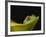 Red-Eyed Tree Frog-David Northcott-Framed Photographic Print