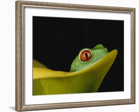 Red-Eyed Tree Frog-David Northcott-Framed Photographic Print