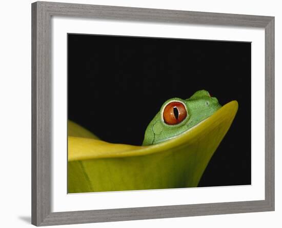 Red-Eyed Tree Frog-David Northcott-Framed Photographic Print