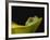 Red-Eyed Tree Frog-David Northcott-Framed Photographic Print