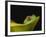 Red-Eyed Tree Frog-David Northcott-Framed Photographic Print