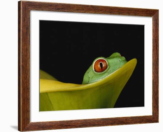 Red-Eyed Tree Frog-David Northcott-Framed Photographic Print