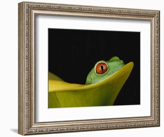 Red-Eyed Tree Frog-David Northcott-Framed Photographic Print