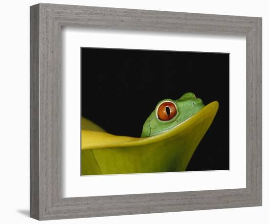 Red-Eyed Tree Frog-David Northcott-Framed Photographic Print