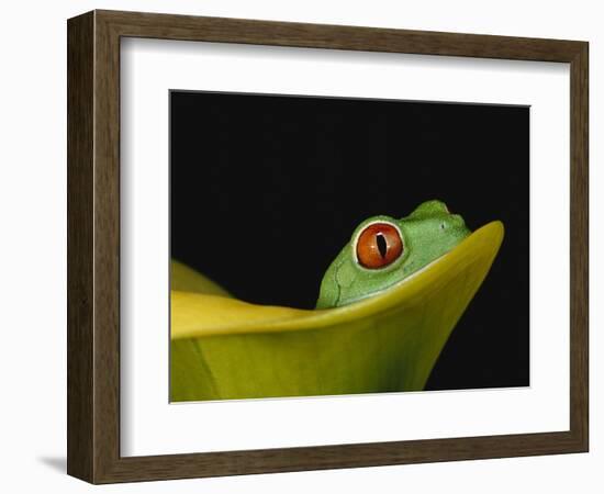 Red-Eyed Tree Frog-David Northcott-Framed Photographic Print