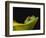 Red-Eyed Tree Frog-David Northcott-Framed Photographic Print